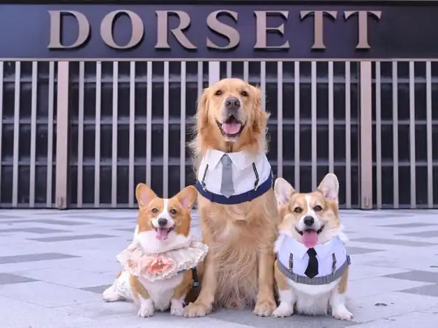 Three dogs standing outside the entrance of a Dorsett Hotel, Hong Kong